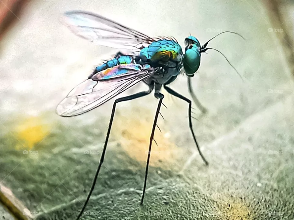 Beauty Mosquito