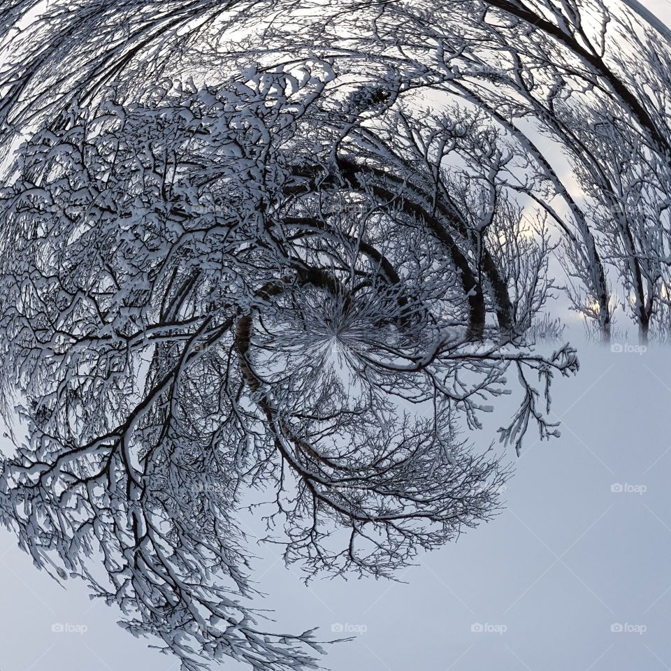 Fish-eye lens view of frost covered trees