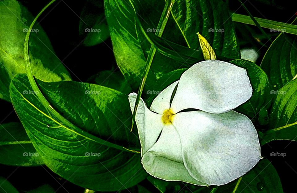 white flower in bed of green leaves