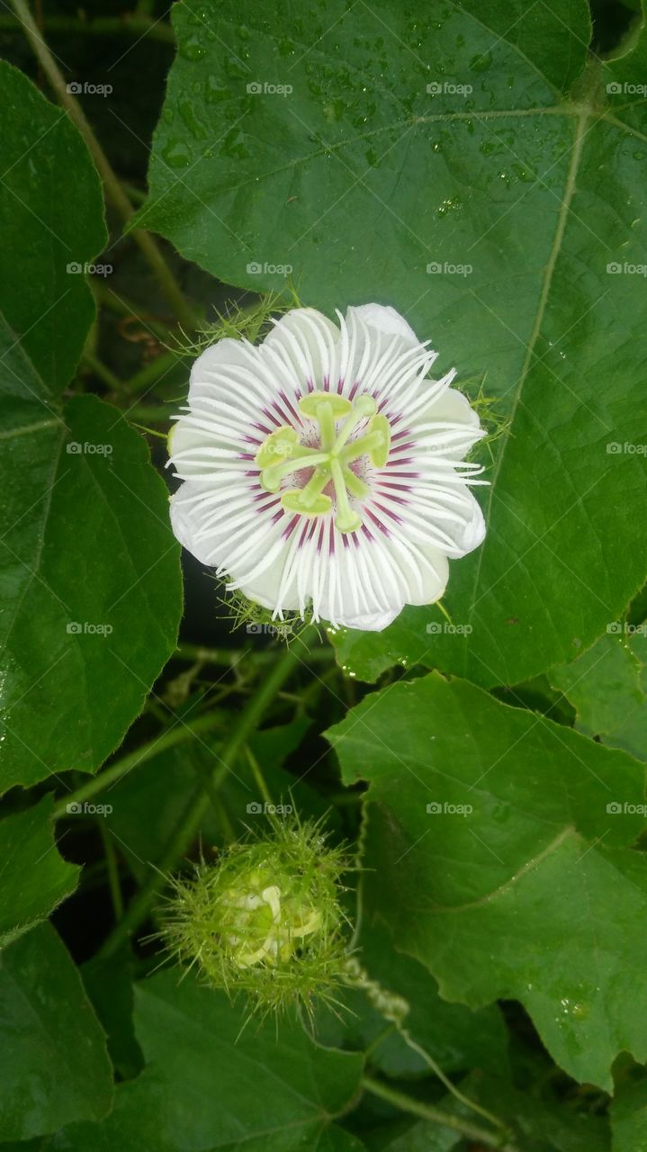 Garden blooming is a beautiful flower which attracts our mind with fragrance