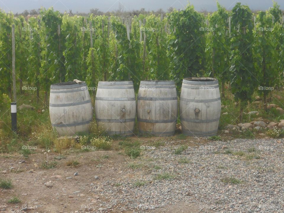 barriles en un campo de Mendoza