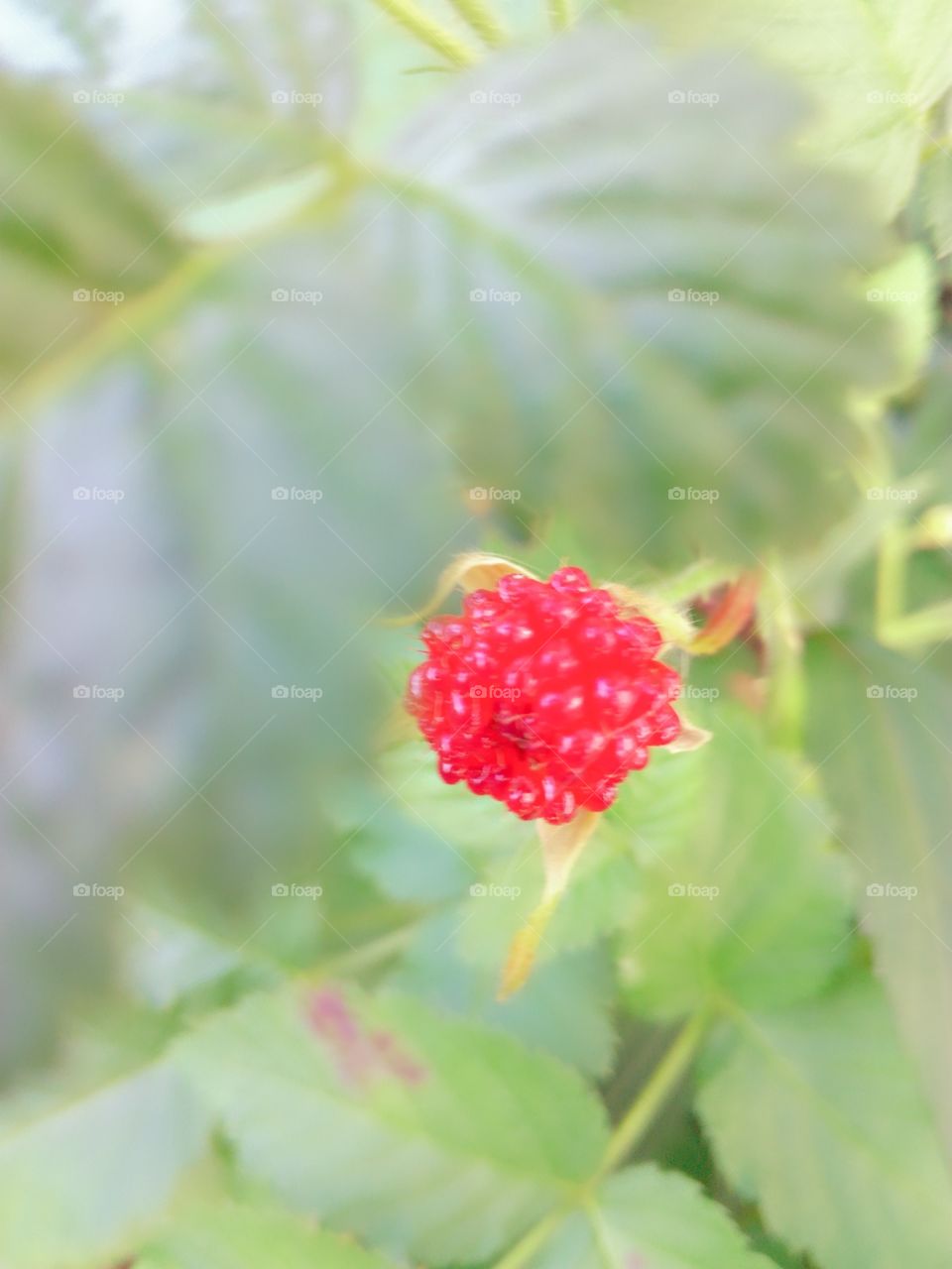 strawberry with blur background