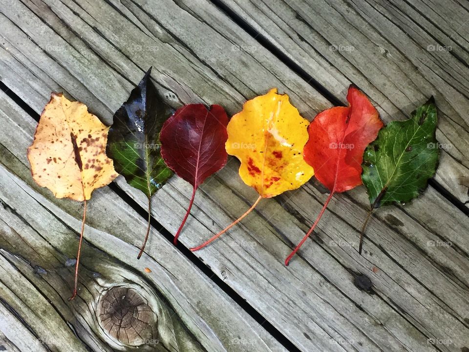 Colors of Autumn 