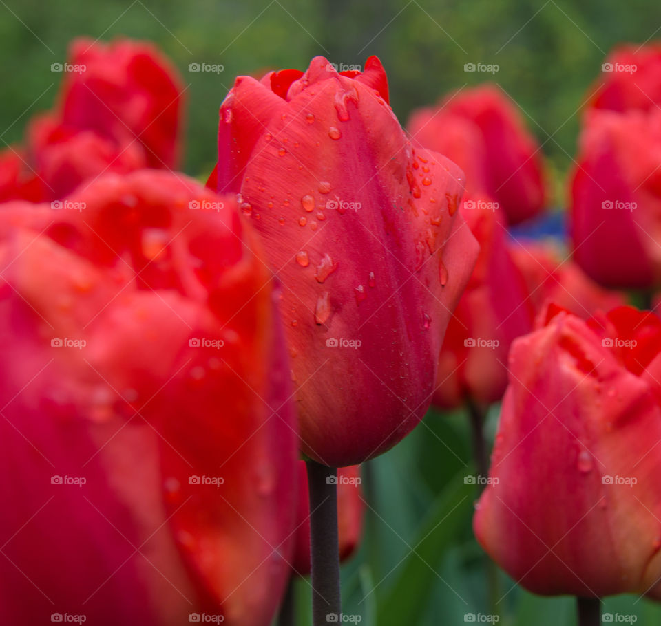 Red tulips