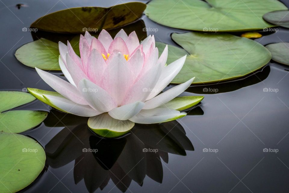 white lotus flower floating on body of water

Pristine water lily