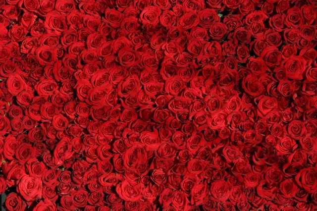 Red roses