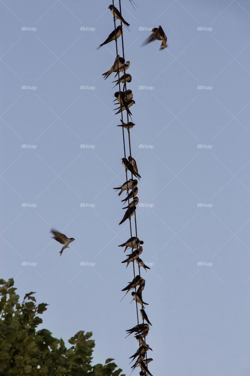 Swallows on the wires 