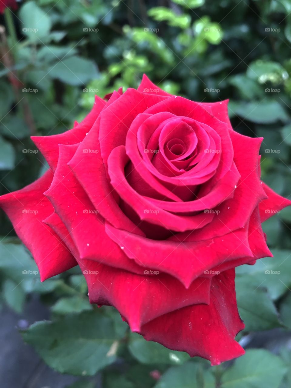 Valentine rose 