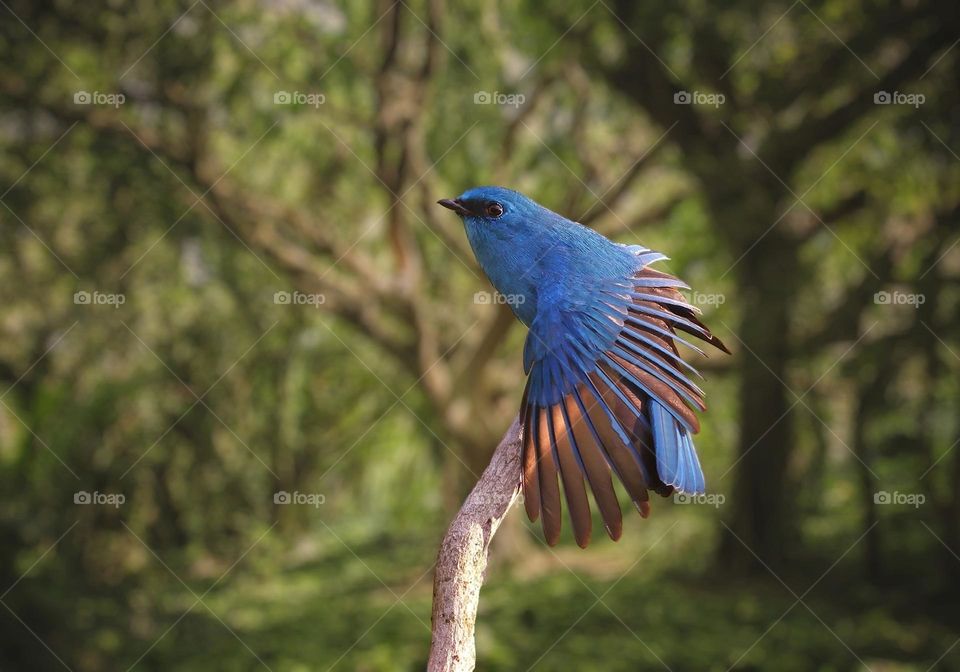 Beautiful and cute bird