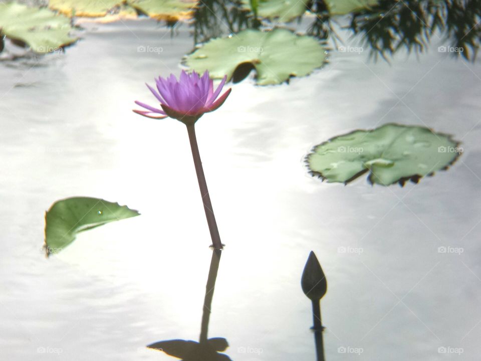 Lotus