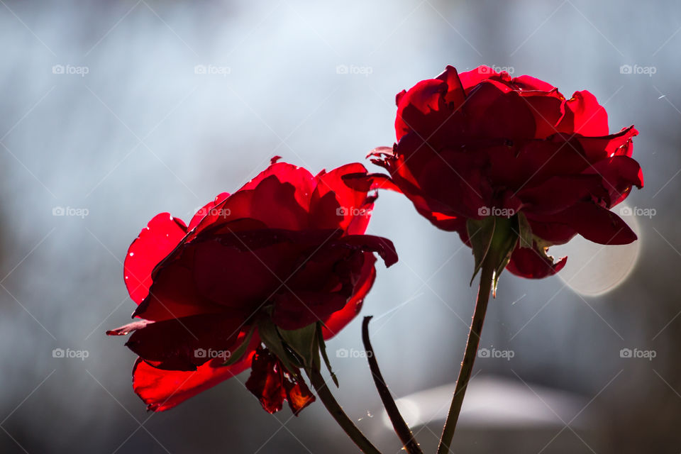 Two red roses in backlit in the fall - två röda rosor i motljus på hösten 