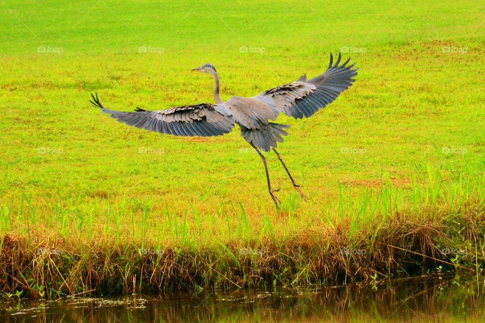 Beautiful Wingspan 