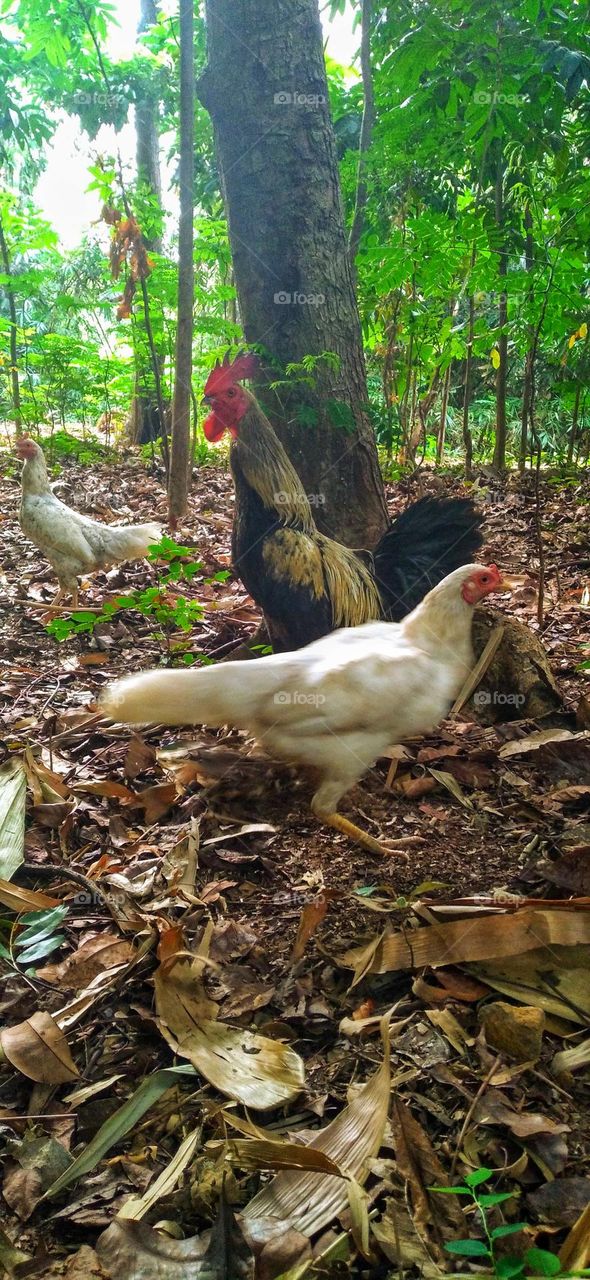 Village chickens are looking for food in the middle of the forest