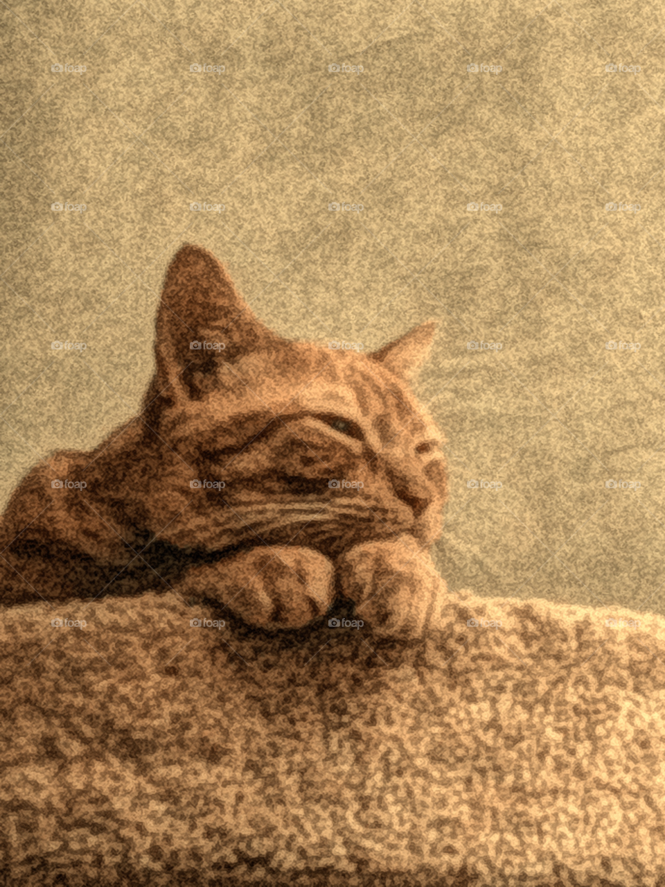 cat animal tabby lithograph by IphonePhotographer