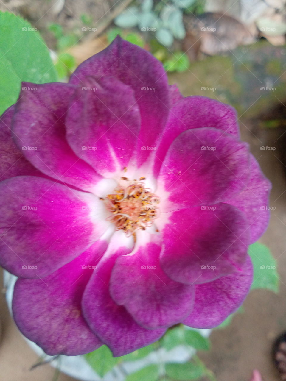 rose flower