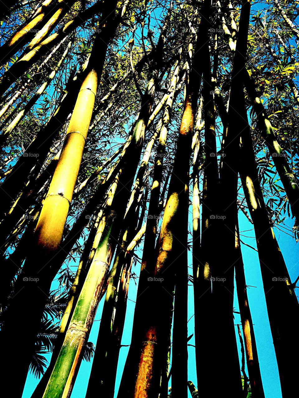 Florida bamboo grove 