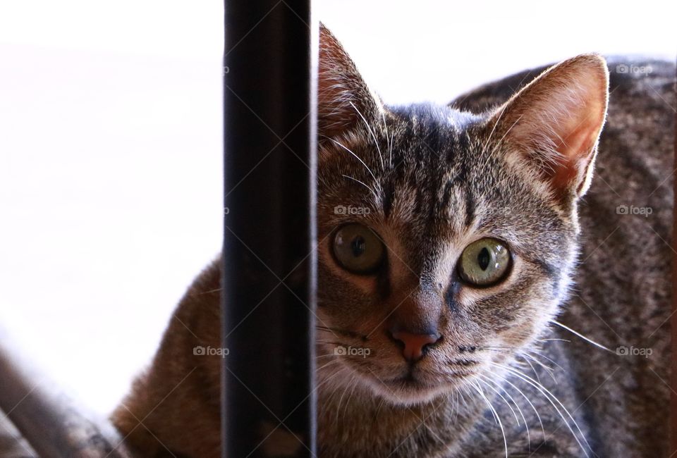This cat love the camera.