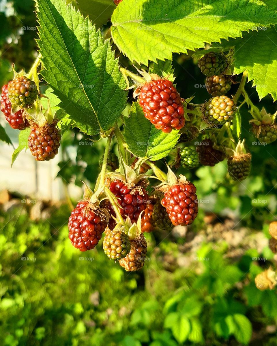 summer treats are growing to be eaten 🙃