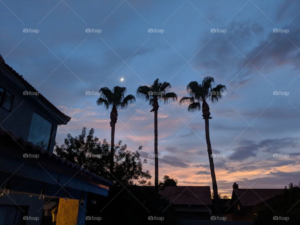 three palms at dusk