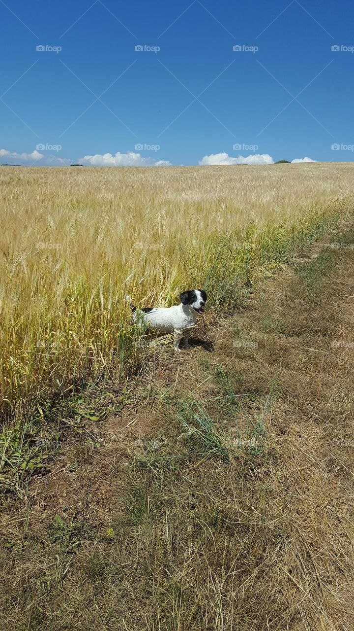 Nice summer day, sunny weather. Beautiful scenery. Landscape. Small dog in a wheat field.