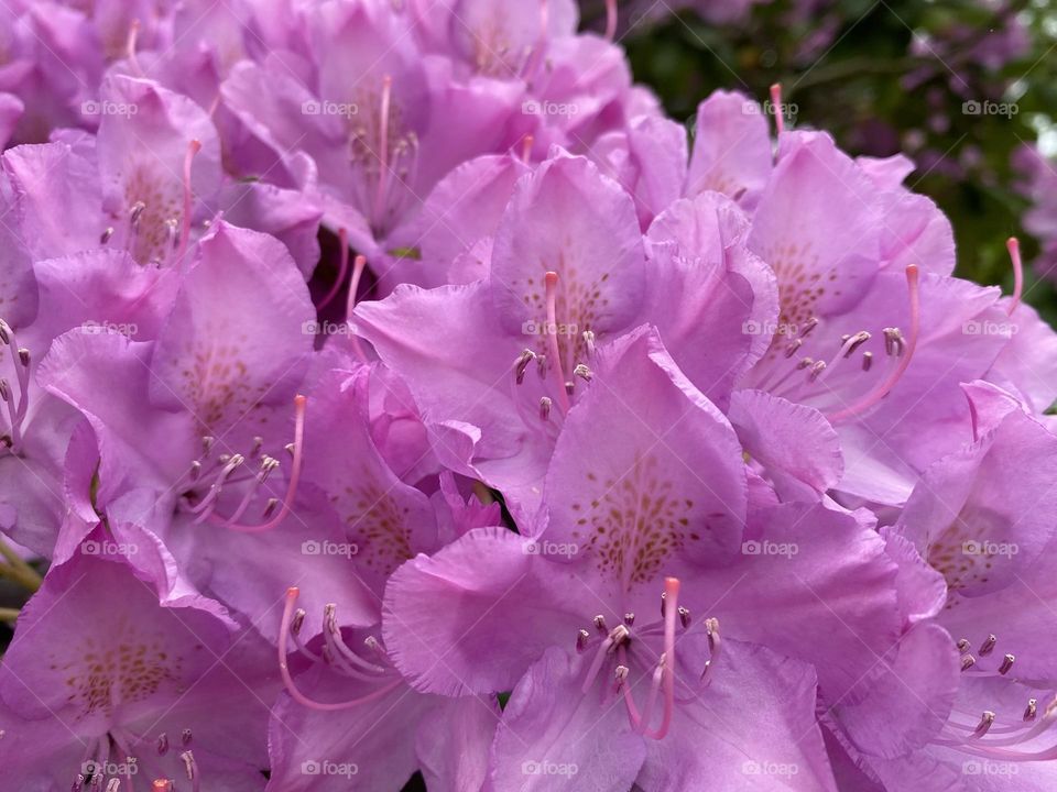 Pink rhododendron 