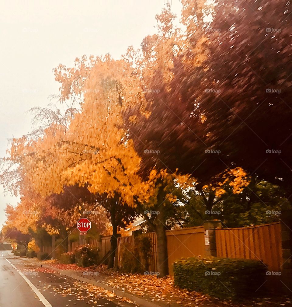A beautiful scene of fall colored leaves, yellow, blue, purple, green and brown, lining the road and a cool crisp in November afternoon. USA, America