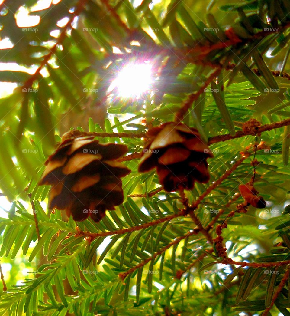 little pinecones