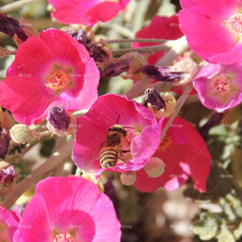 Bee pollinating flower