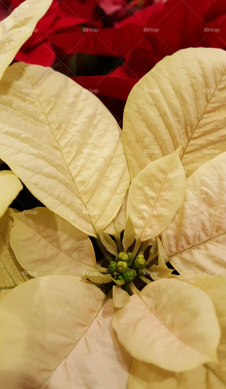 Close-up of poinsettia blooming