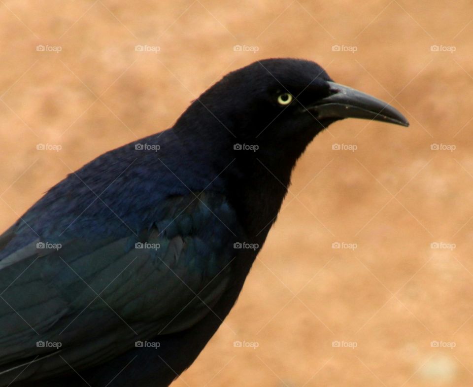 Closeup of Grackle