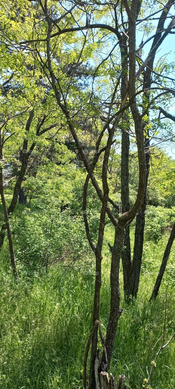 magical nature pictures