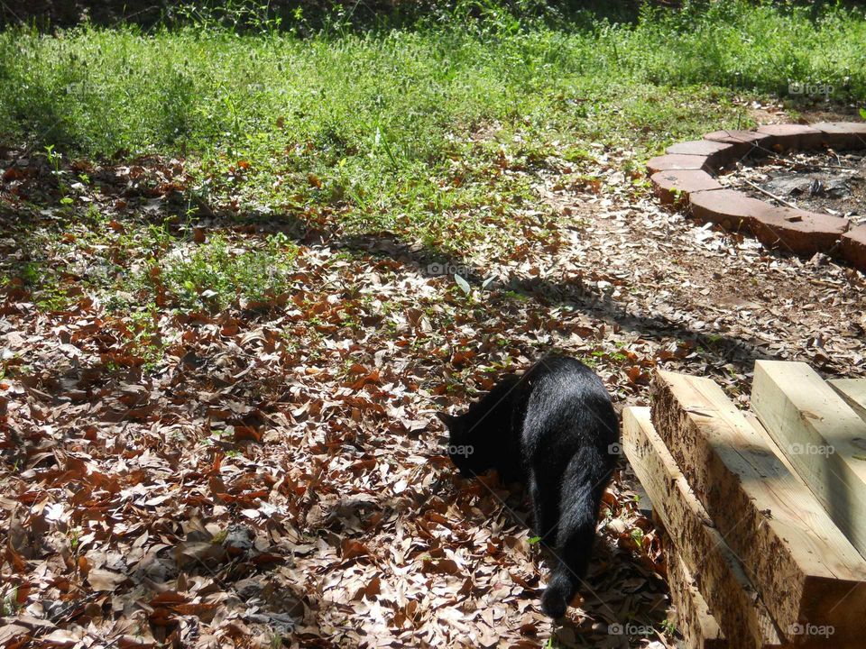 black cat curious and exploring in the yard