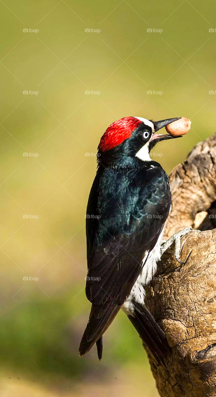 Acorn woodpecker bird