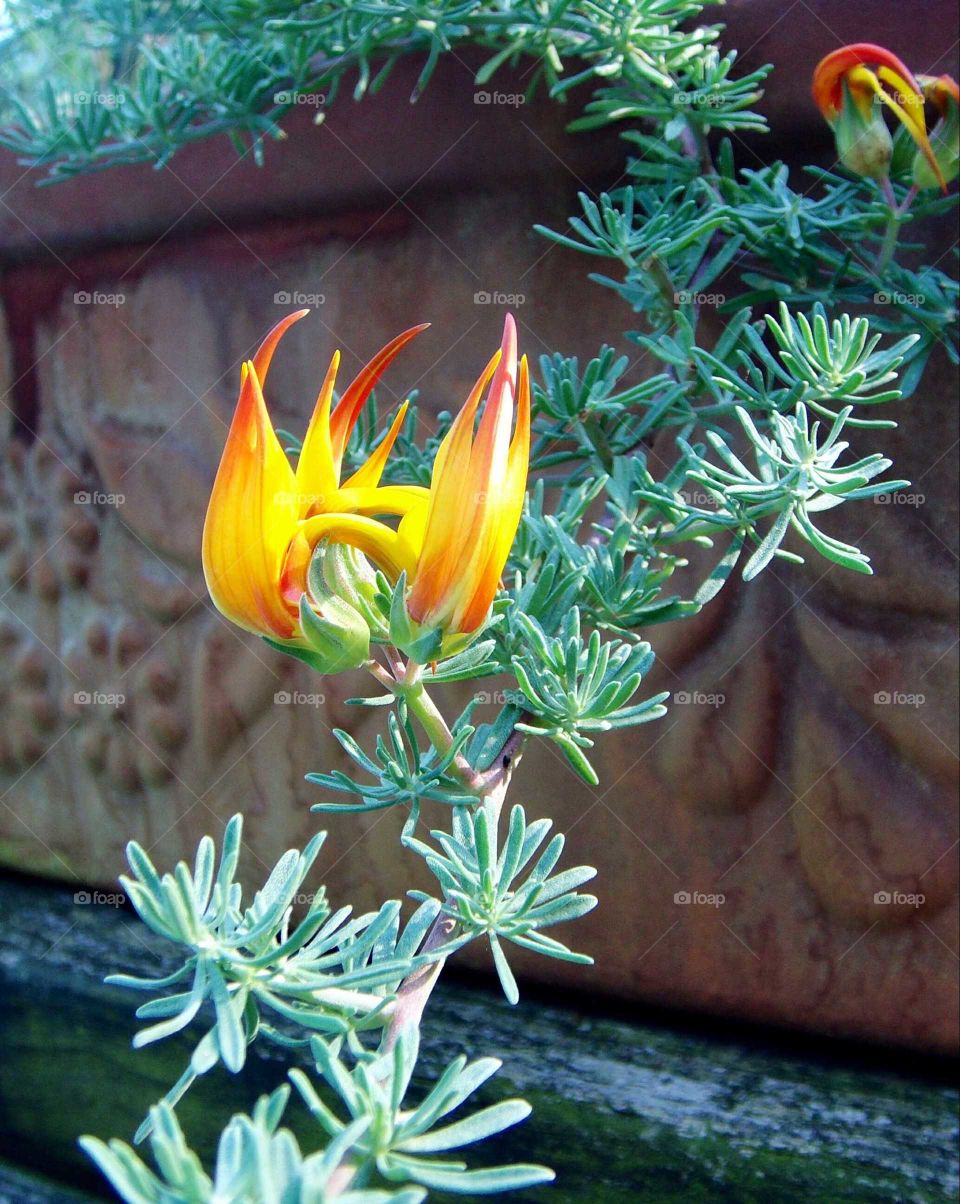Flame flower in terra cotta pot.