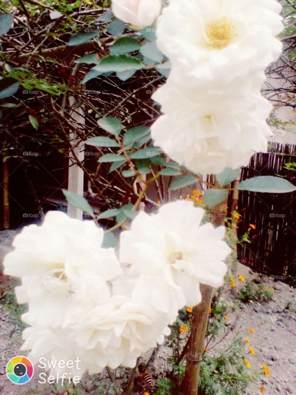 white Rose