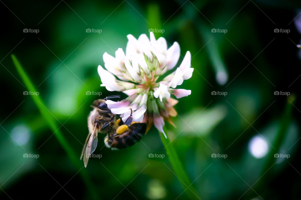 Wasp on a flower