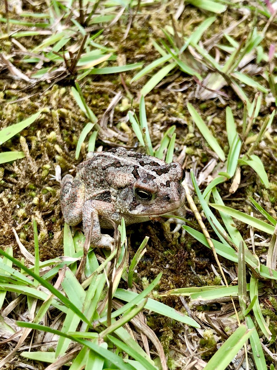 Little toad holding a red ant in mouth 