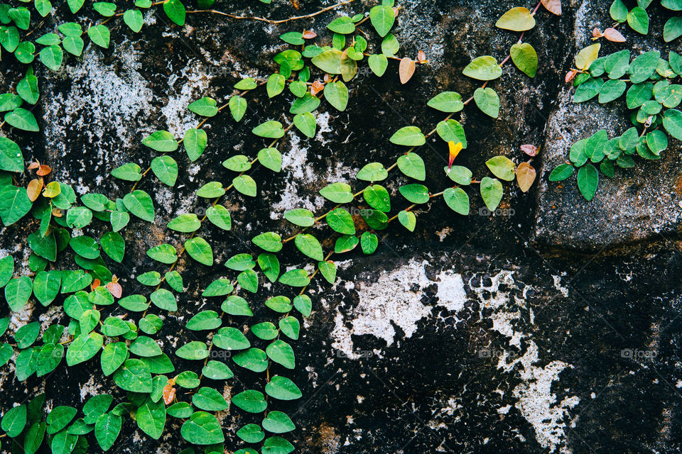 Creeper on rock