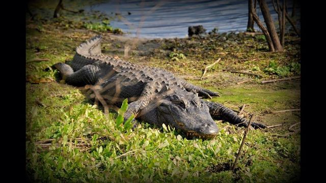 Big Gator