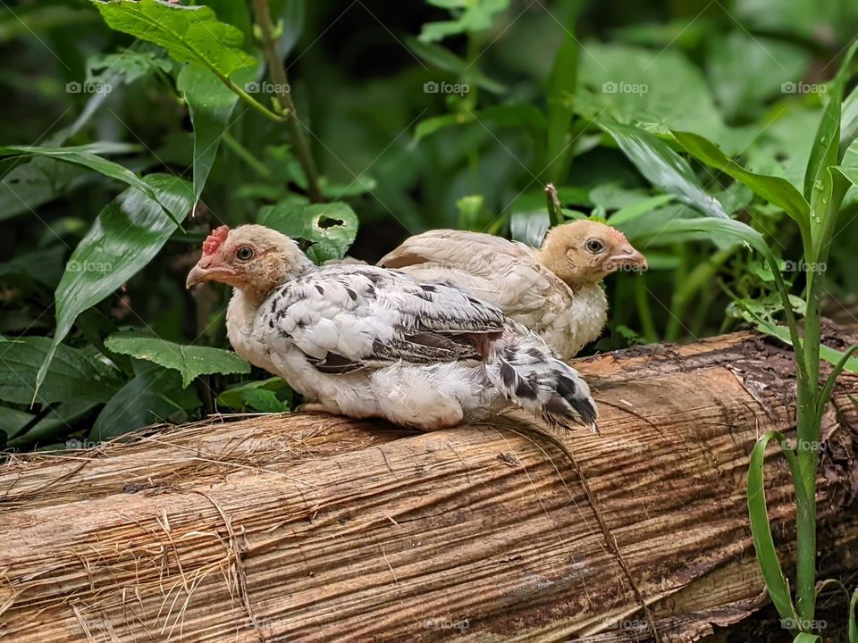 chickens in the countryside🐔🐥