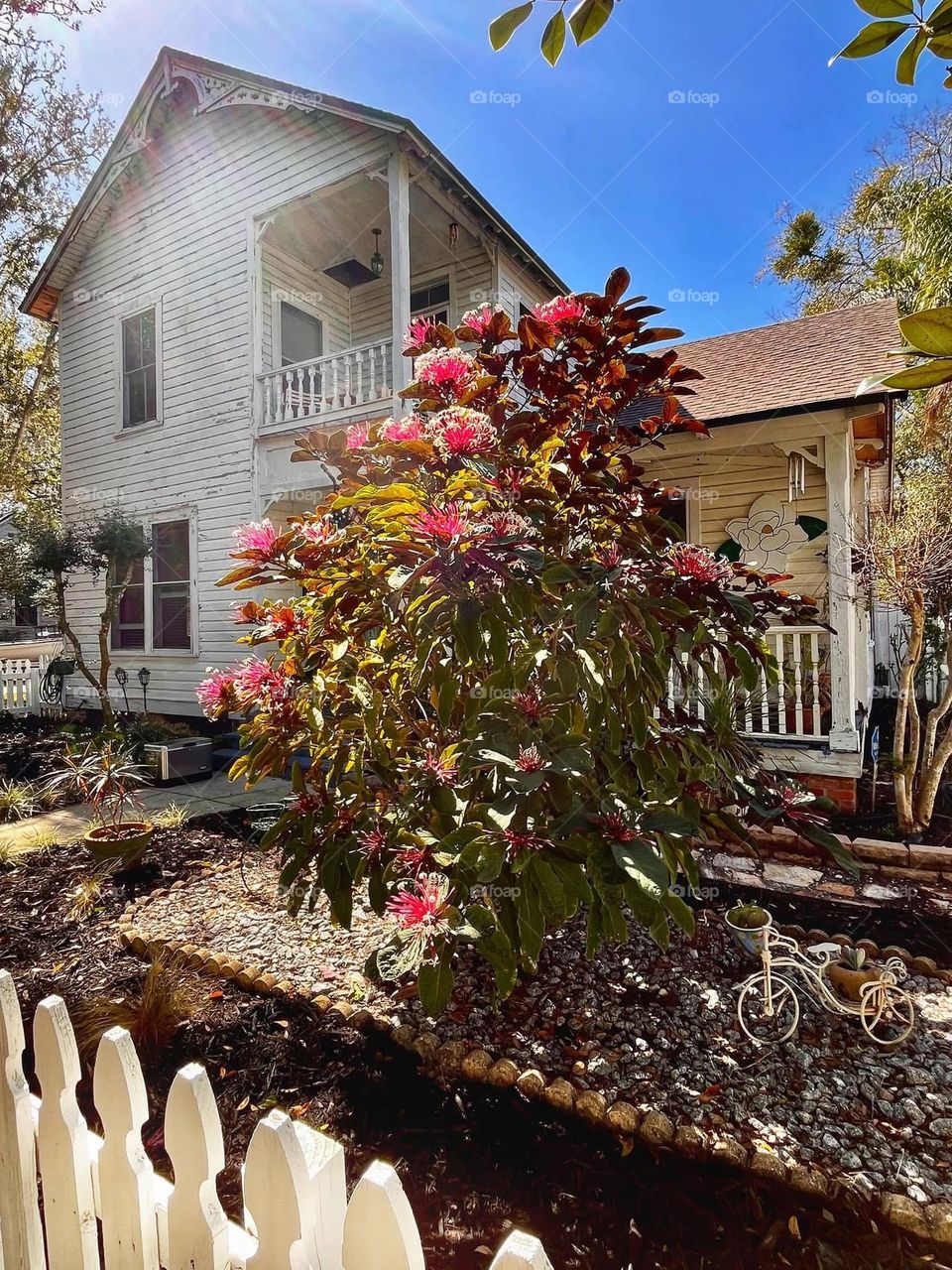 Starburst bush blooming in front of a white clapboard home with a picket fence and bicycle lawn ornament 
