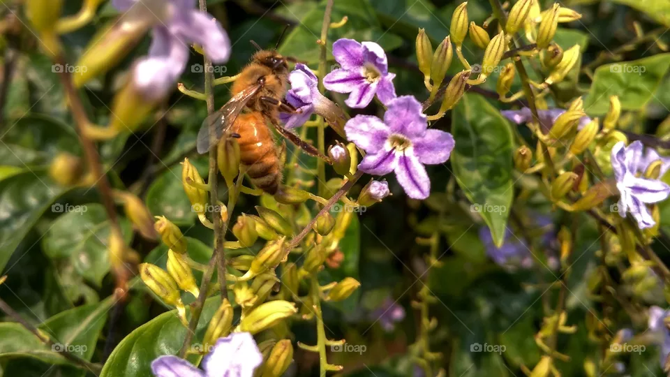 Bee
