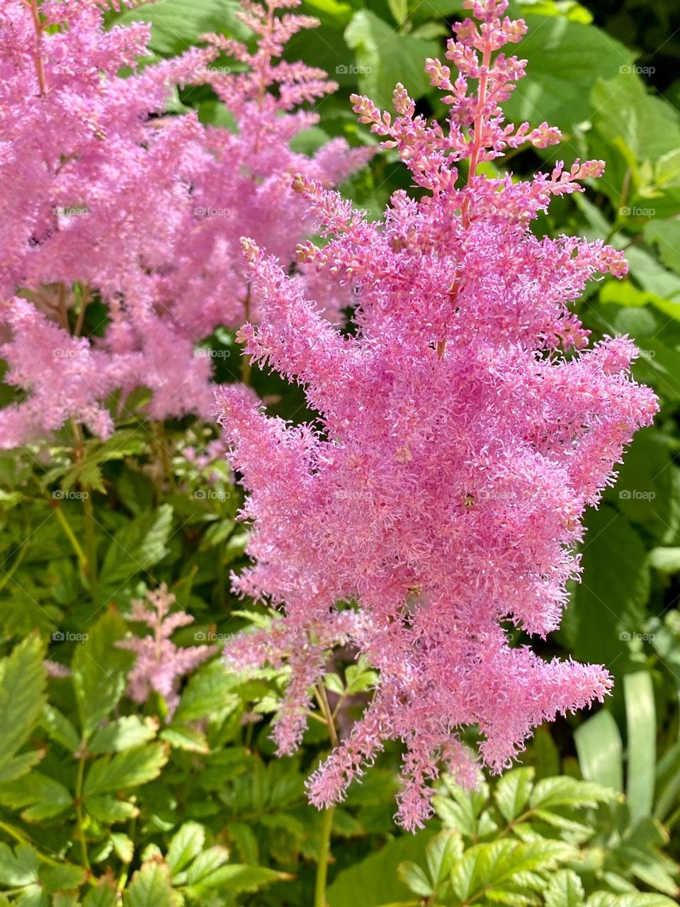 bright colors of flowers on a sunny day