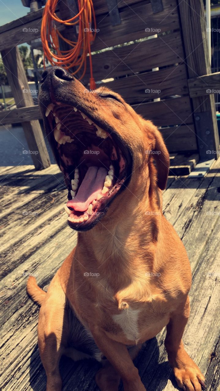 The perfect moment with the perfect dog 