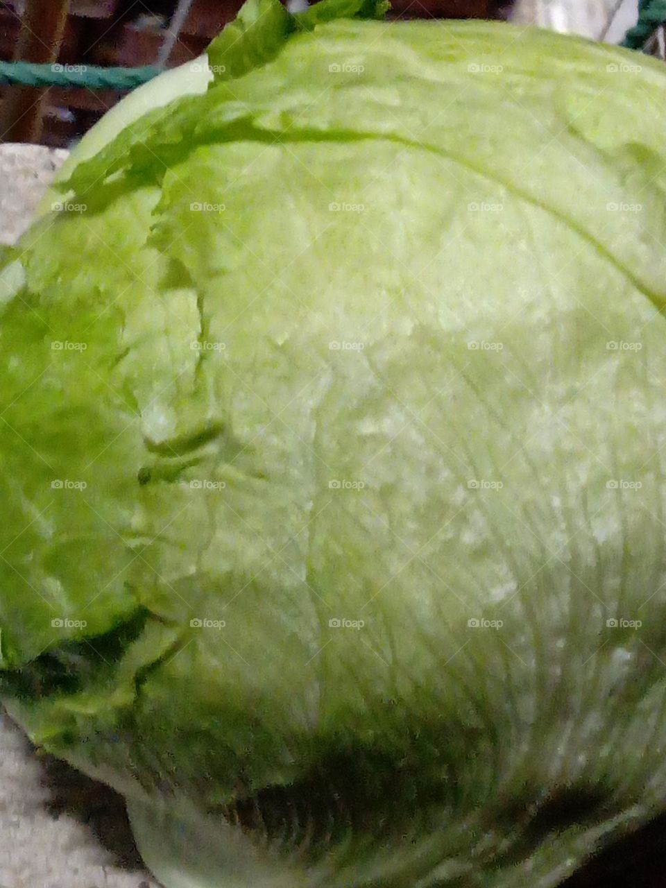 lettuce