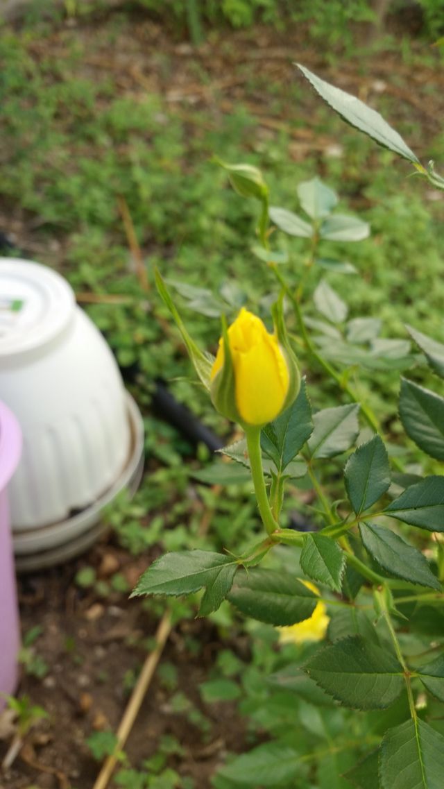 rose