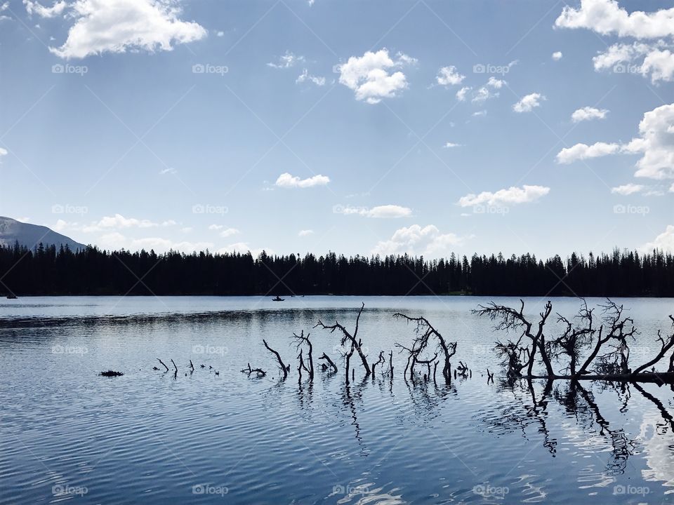 Reflection tree of Mirror lake
