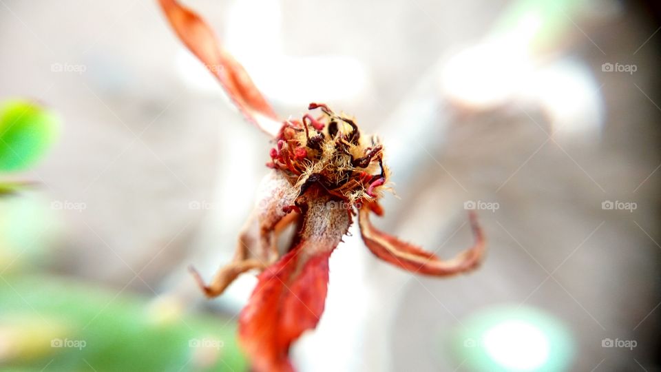 Close-up of a dry flower