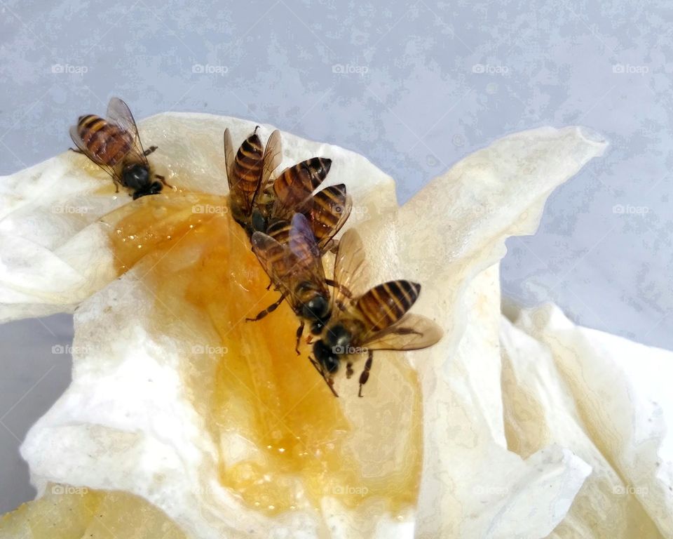 Group of bee on the desk