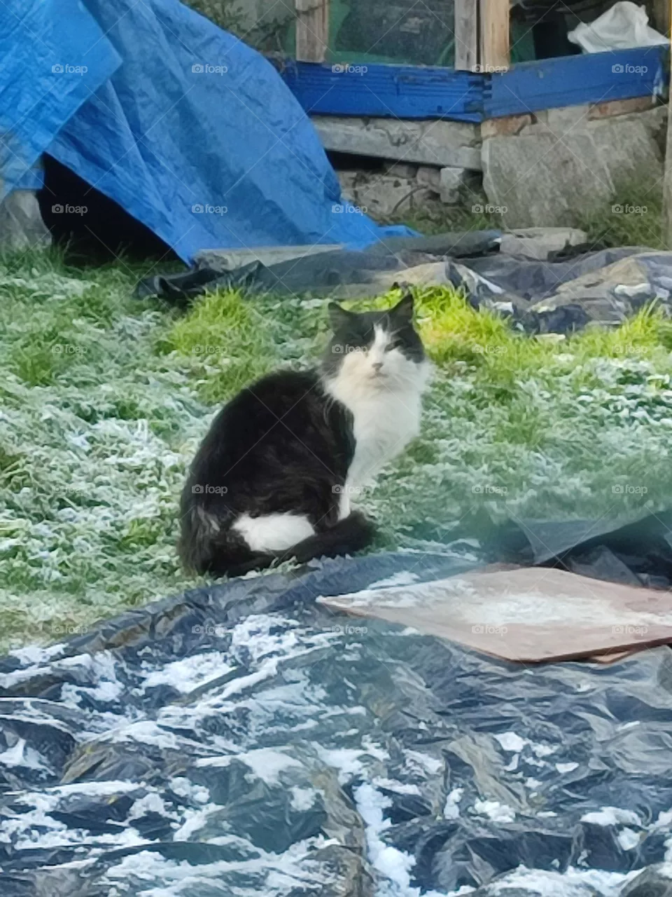 My cat